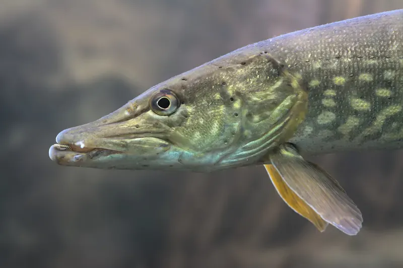 Hecht im Wasser, Kopf und Flanke mit grünlicher Zeichnung