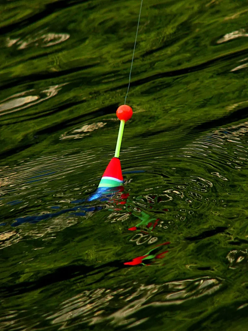 Rot-gelbe Pose auf dunkelgrünem Wasser